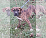 Small Boxer Mix