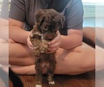 Small Photo #4 Aussiedoodle Puppy For Sale in CATAWBA, SC, USA