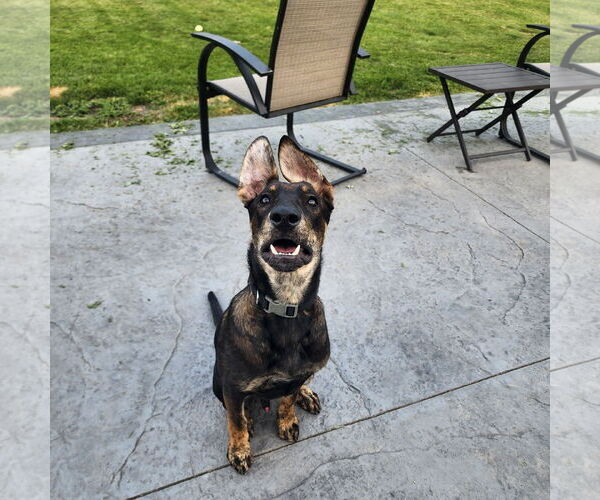 Medium Photo #8 Mutt Puppy For Sale in Fargo, ND, USA