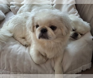 Pekingese Puppy for sale in MIAMI, FL, USA