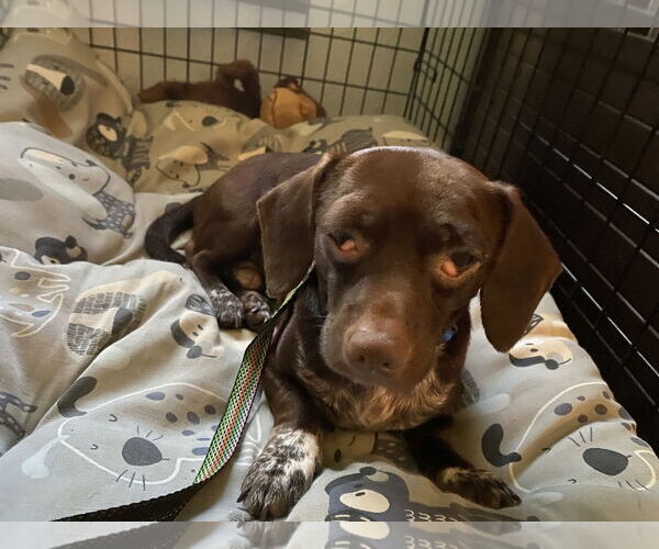 Medium Photo #3 Chiweenie Puppy For Sale in Holly Springs, NC, USA