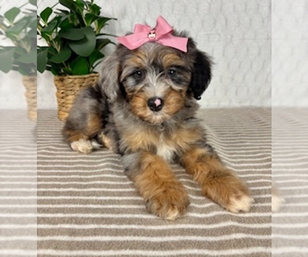Medium Photo #4 Bernedoodle (Miniature) Puppy For Sale in GREENFIELD, IN, USA
