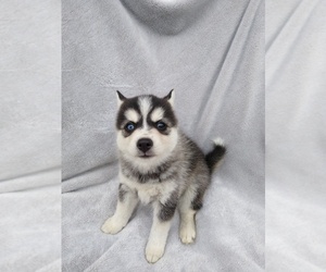 Pomsky Puppy for sale in COCHRANTON, PA, USA