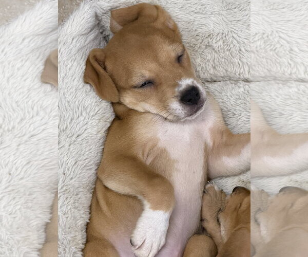 Medium Photo #3 Labrador Retriever-Unknown Mix Puppy For Sale in The Woodlands, TX, USA