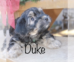 Yo-Chon Puppy for sale in CAPON BRIDGE, WV, USA