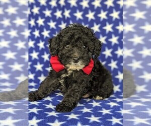 Poodle (Miniature) Puppy for sale in KIRKWOOD, PA, USA