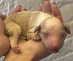 Puppy Dalton Goldendoodle (Miniature)