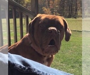 Dogue de Bordeaux Puppy for sale in SAVOY, MA, USA