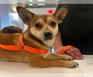 Chi-Corgi Dogs for adoption in Rancho Cucamonga, CA, USA