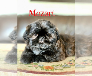Shih Tzu Puppy for sale in SUGAR HILL, GA, USA