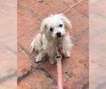 Small #1 Maltese Mix