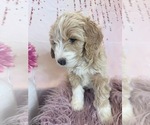 Small Photo #71 Aussie-Poo-Goldendoodle Mix Puppy For Sale in COMMERCE, MI, USA