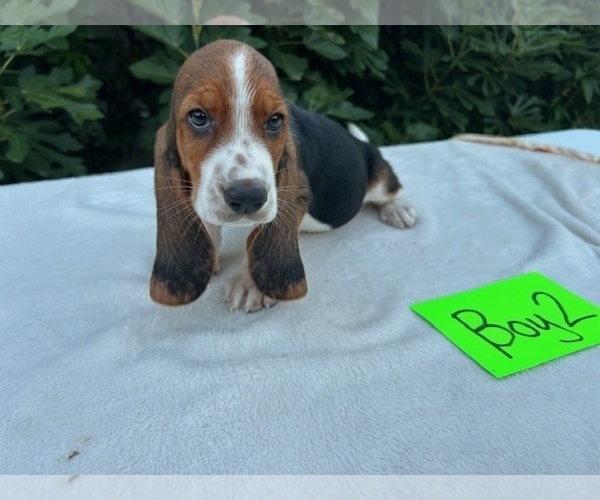 Medium Photo #22 Basset Hound Puppy For Sale in NEW BOSTON, TX, USA