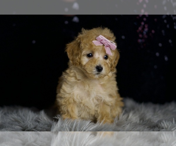 Medium Photo #41 Poodle (Miniature) Puppy For Sale in WARSAW, IN, USA