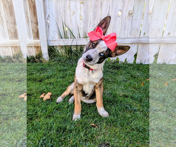 Medium Photo #9 Mutt Puppy For Sale in Sandy, UT, USA