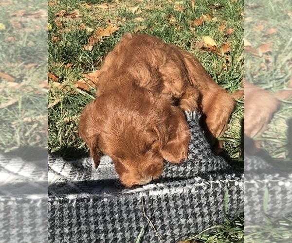 Medium Photo #5 Goldendoodle Puppy For Sale in HARRISONBURG, VA, USA