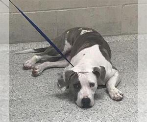 Mutt Dogs for adoption in Conroe, TX, USA