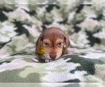 Small #10 Beagle