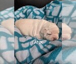Small Photo #67 French Bulldog Puppy For Sale in MCKINLEYVILLE, CA, USA