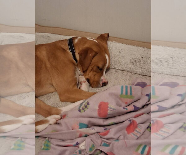 Medium Photo #11 Boxer-Unknown Mix Puppy For Sale in Burnsville, MN, USA