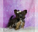 Small Photo #117 Yorkipoo Puppy For Sale in WARSAW, IN, USA
