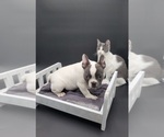 Small #2 French Bulldog