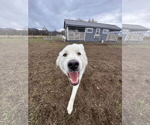 Great Pyrenees Dogs for adoption in Missoula, MT, USA