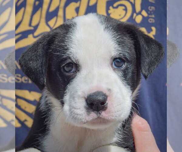 Medium Photo #5 American Bulldog-Unknown Mix Puppy For Sale in Huntley, IL, USA