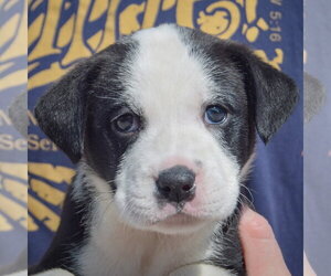 Bluegill - Female American Bulldog-Unknown Mix Dog for Adoption - Photo #5