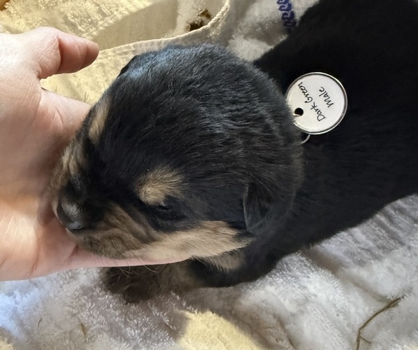 Medium Photo #4 Bernese Mountain Dog-Unknown Mix Puppy For Sale in KIRKSVILLE, MO, USA