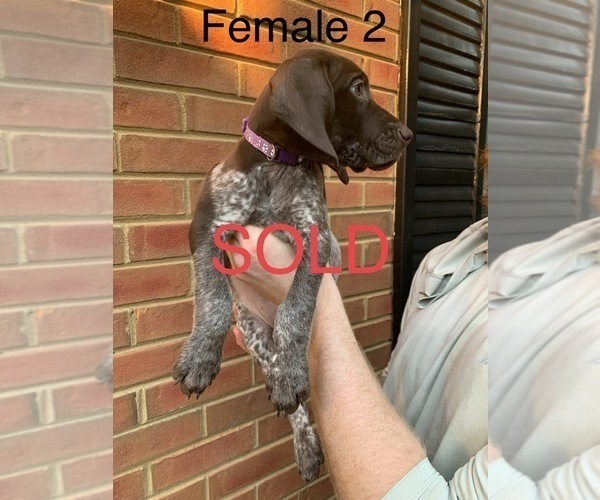 Medium Photo #22 German Shorthaired Pointer Puppy For Sale in MARIETTA, GA, USA