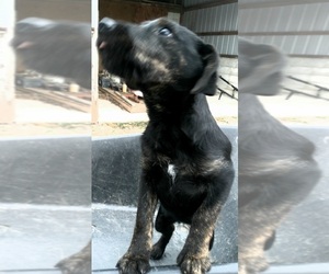 Beagle-Scottish Terrier Mix Puppy for sale in CADIZ, KY, USA