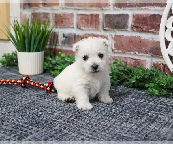 Medium Photo #13 West Highland White Terrier Puppy For Sale in SYRACUSE, IN, USA