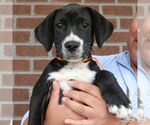 Small #2 Labrador Retriever Mix