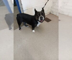 Boston Terrier-Unknown Mix Dogs for adoption in San Bernardino, CA, USA