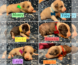 Bull Terrier-Sharberian Husky Mix Puppy for sale in FARMERSVILLE, CA, USA