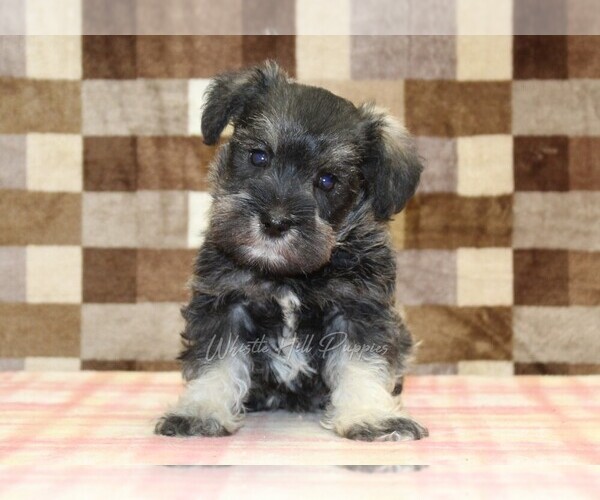 Medium Photo #3 Schnauzer (Miniature) Puppy For Sale in DENVER, PA, USA