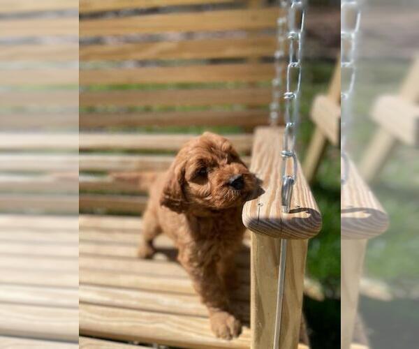 Medium Photo #2 Goldendoodle Puppy For Sale in SPENCER, TN, USA