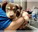 Small American Pit Bull Terrier Mix