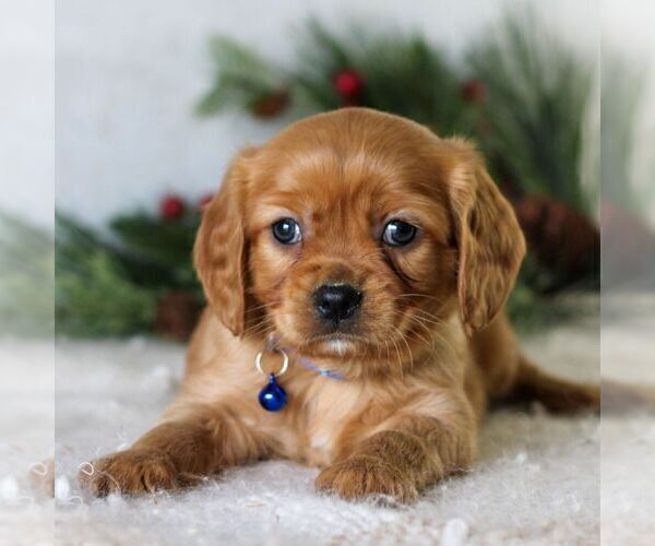 Medium Photo #1 Golden Retriever Puppy For Sale in LITITZ, PA, USA