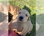Small Photo #7 Golden Retriever Puppy For Sale in CROSSVILLE, TN, USA