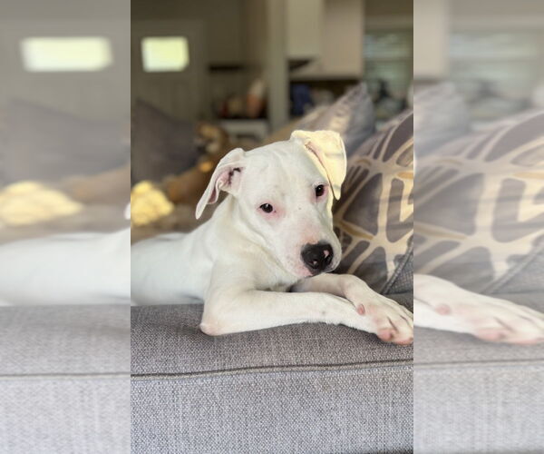 Medium Photo #11 American Pit Bull Terrier-Unknown Mix Puppy For Sale in Mooresville, NC, USA