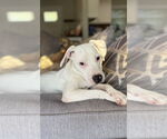 Small #10 American Pit Bull Terrier Mix
