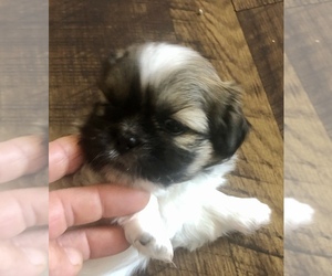 Shih Tzu Puppy for sale in CORVALLIS, OR, USA