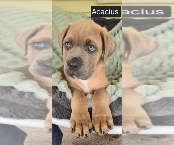 Medium Photo #3 Cane Corso Puppy For Sale in MINERAL WELLS, WV, USA
