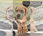 Small #2 Cane Corso