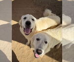 Small #1 Great Pyrenees Mix