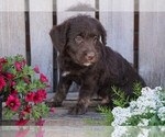 Small Photo #3 Miniature Labradoodle Puppy For Sale in FREDERICKSBG, OH, USA