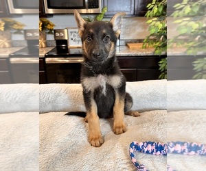 German Shepherd Dog Puppy for sale in GREENWOOD, IN, USA