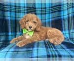 Image preview for Ad Listing. Nickname: Taco